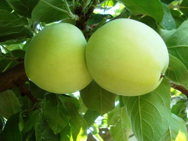 8 лучших ранних сортов яблони для посадки в саду