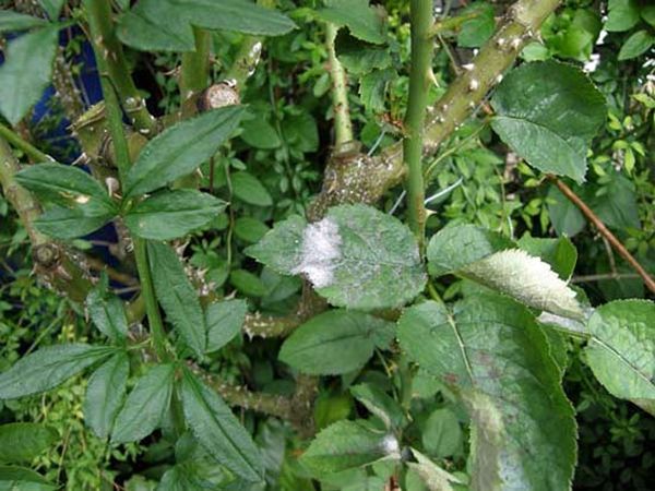 Белый налет на листьях розы: что делать и как вылечить куст