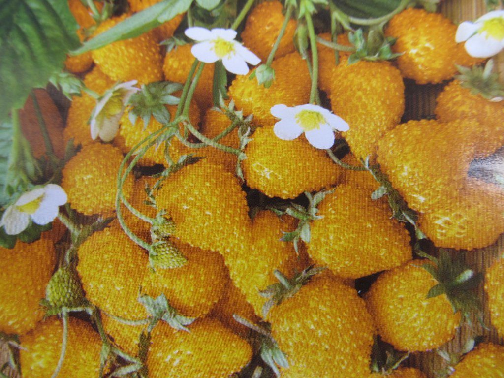 Сорт клубники оранжевая