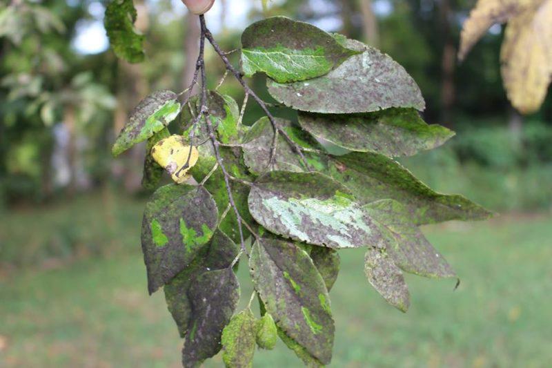 Болезни груши с фото и их лечение: как боротся с заболеваниями листьев и плодов