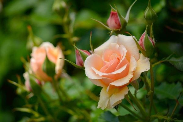 Чайная роза: уход и размножение в домашних условиях
