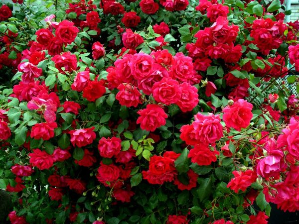 Чем подкормить розы: обзор лучших удобрений для цветения