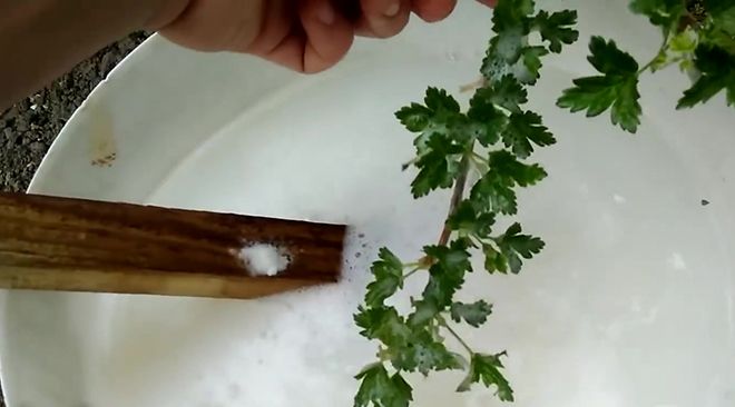 Чем полить крыжовник от мучнистой росы: йодом и другими химическими средствами