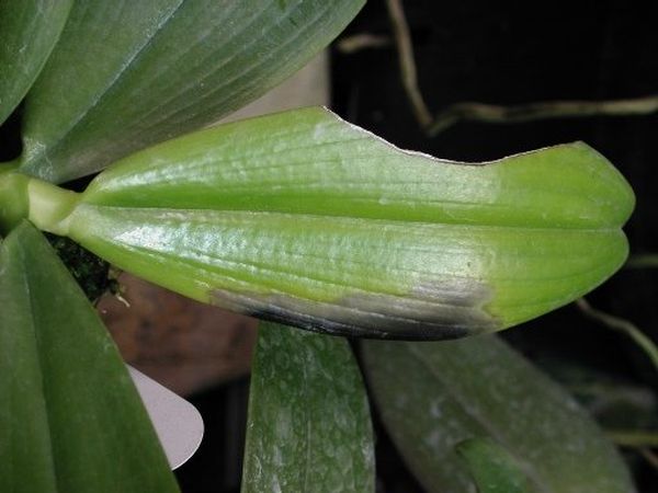 Чернеют листья у орхидеи: почему и что делать с цветком