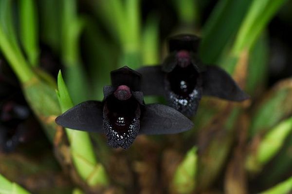 Черные орхидеи: разновидности темных фаленопсисов