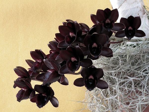 Черные орхидеи: разновидности темных фаленопсисов