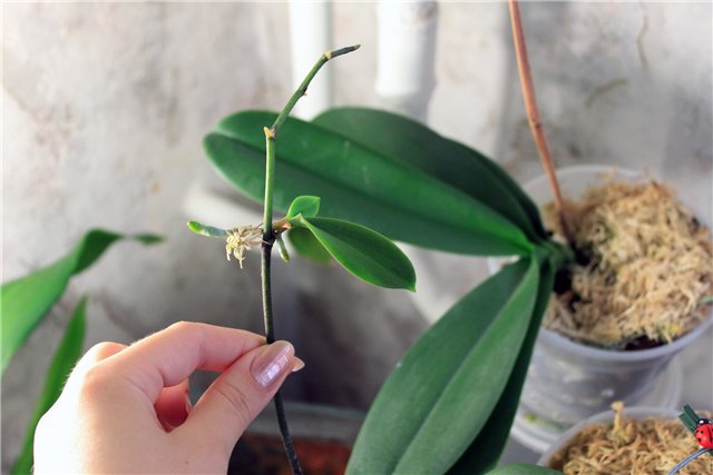 Что сделать, чтобы зацвела орхидея: стимуляция в домашних условиях