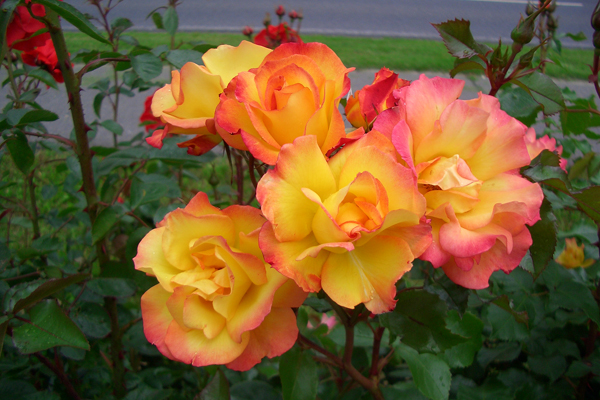 Что такое шрабы розы: описание и отличия от других видов