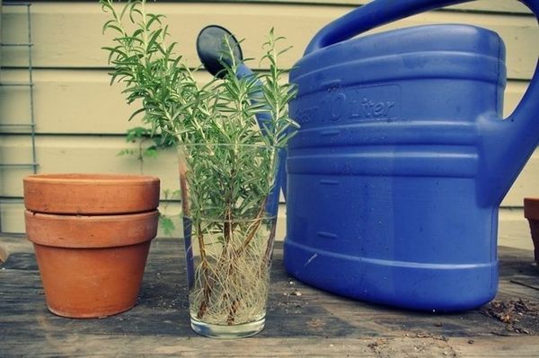 Циркон для комнатных растений: применение удобрения