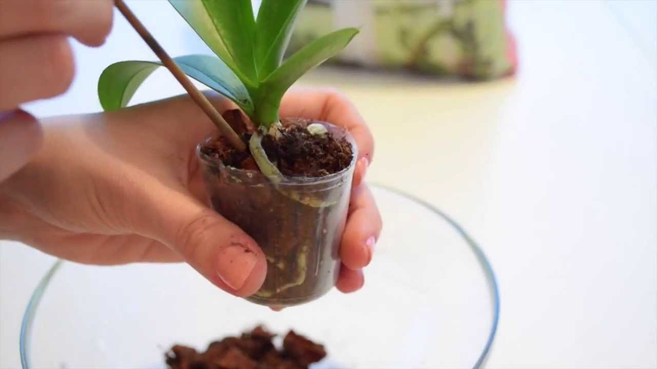 Цветение орхидеи в домашних условиях: необходимые условия