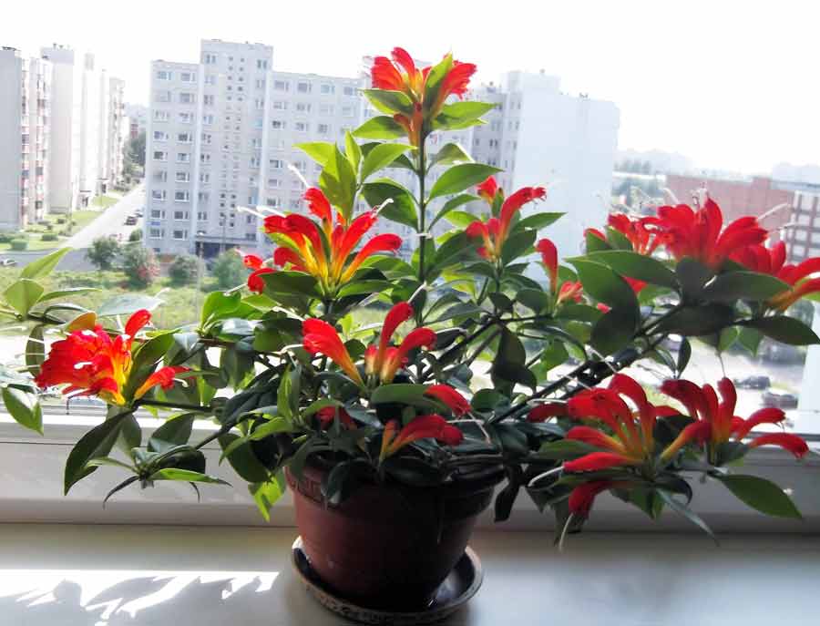 Цветок эсхинантус (Аeschynanthus): описание, виды и сорта с фото + посадка, размножение и уход в домашних условиях