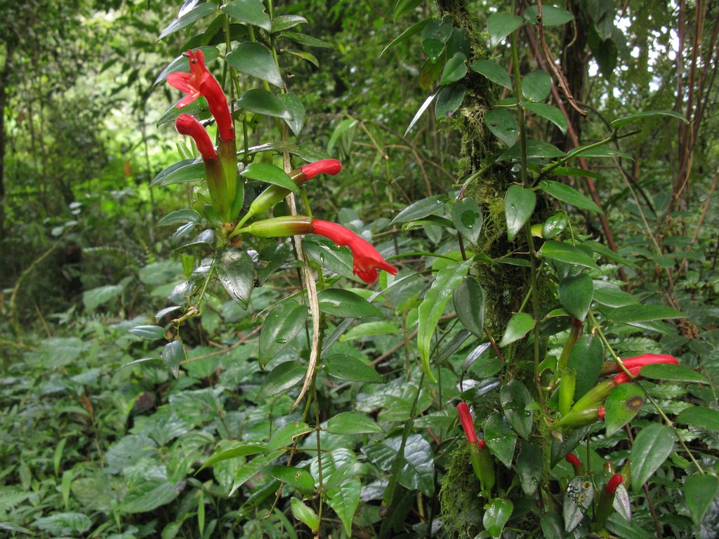 Цветок эсхинантус (Аeschynanthus): описание, виды и сорта с фото + посадка, размножение и уход в домашних условиях
