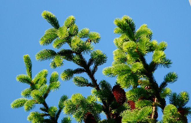 До какой высоты может вырасти ель, самое высокое дерево в России, в Европе и в мире