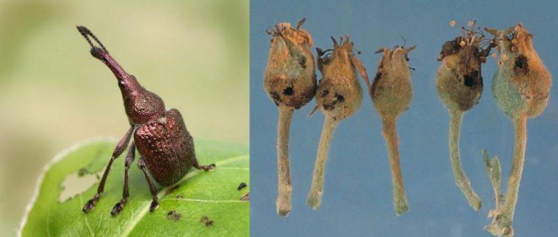 Долгоносик на груше: как бороться с насекомым весной и осенью