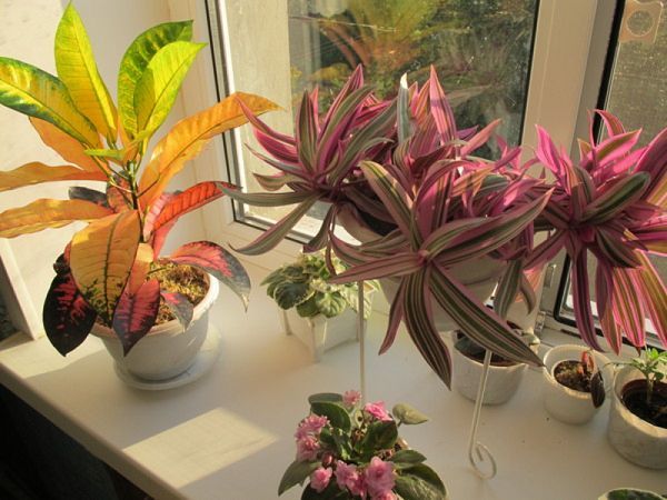 Эпин для комнатных растений: инструкция по применению