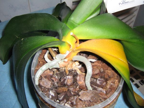 Эпин для орхидей: особенности и правила использования