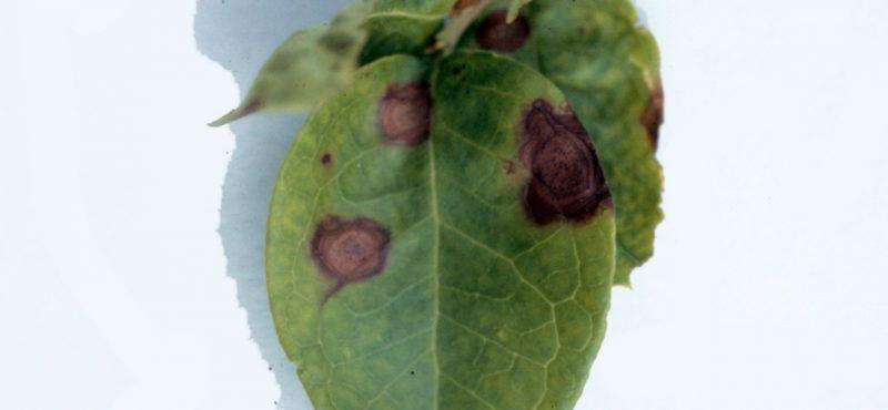 Филлостиктоз - бурая пятнистость листьев груши чем лечить и как избежать