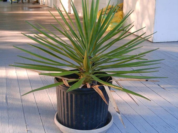 Фото, уход за пальмой юкка в домашних условиях, трудности выращивания + описание растения, популярные виды и сорта