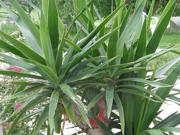 Фото, уход за пальмой юкка в домашних условиях, трудности выращивания + описание растения, популярные виды и сорта