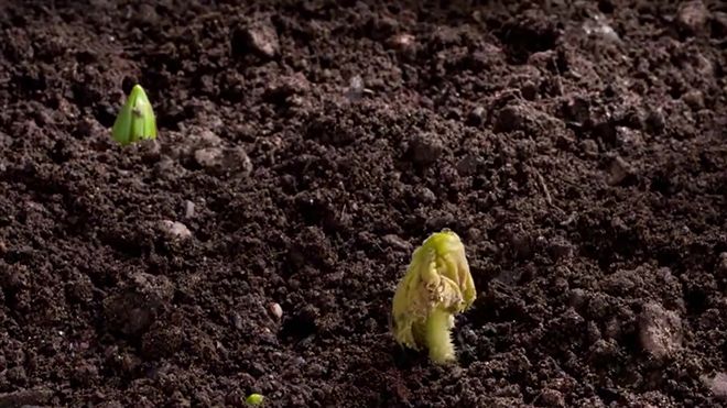 Инжир: выращивание в домашних условиях весной, дома в горшке из семян