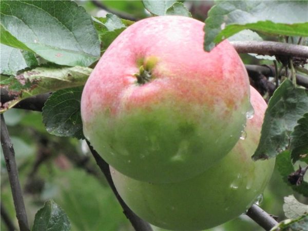 Яблони для Подмосковья: лучшие сорта с фото и описанием