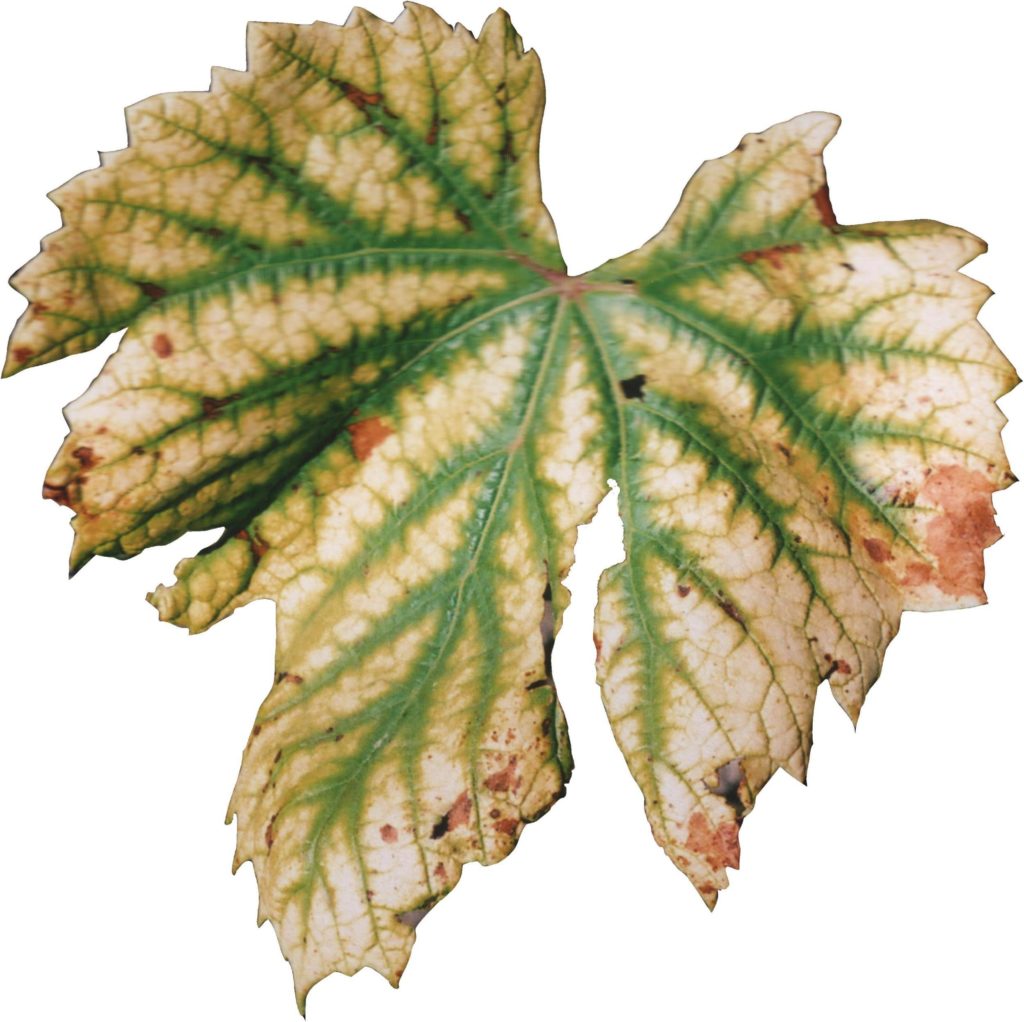 хлороз листьев фото