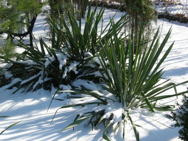 Как укрыть юкку на зиму: уход осенью, эффективная подготовка садового нитчатого цветка и растений других видов к зимовке