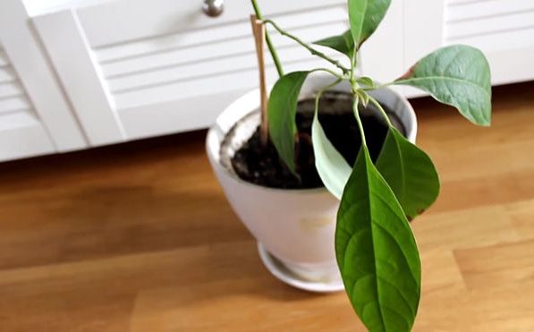 Как вырастить авокадо из косточки: посадка косточки в домашних условиях, выбор грунта и уход за растением
