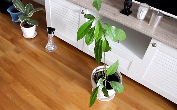 Как вырастить авокадо из косточки: посадка косточки в домашних условиях, выбор грунта и уход за растением