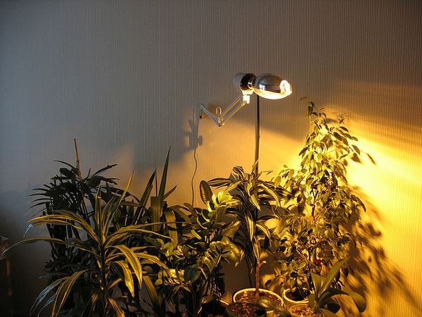 Лампы для выращивания растений в домашних условиях: обзор
