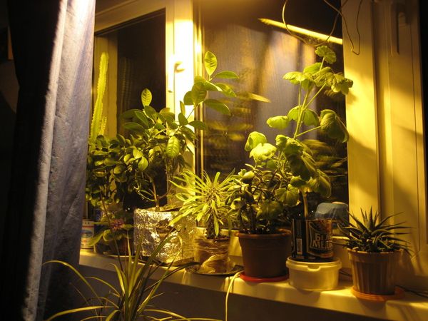 Лампы для выращивания растений в домашних условиях: обзор