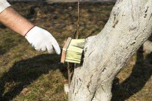 Лишайник на груше: чем обработать мох и не нанести вреда дереву