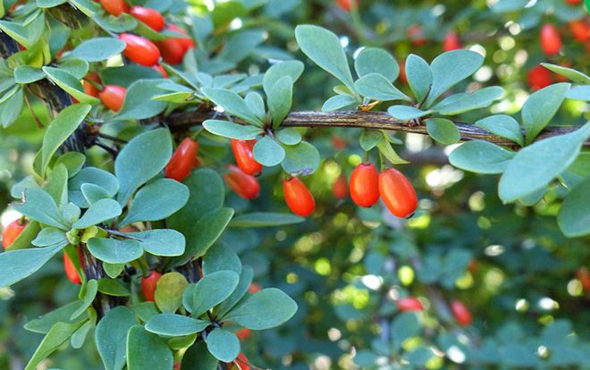 Листья барбариса: лечебные свойства и противопоказания, область применения и возможный вред