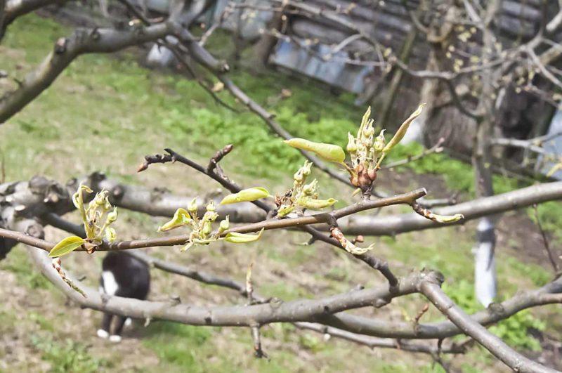 Листья на груше не распускаются: как оживить саженец весной и как реанимировать листья