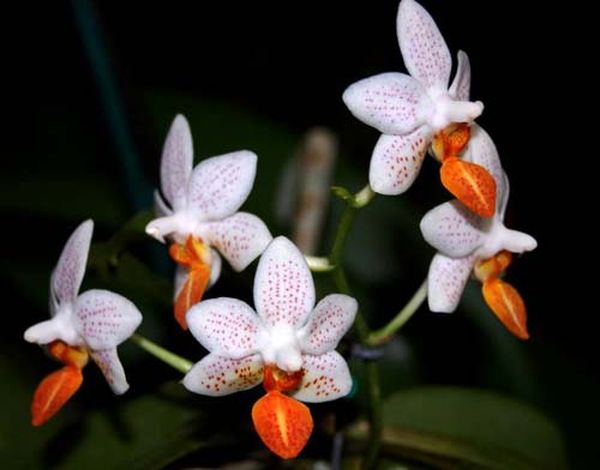 Мини-орхидеи фаленопсис уход в домашних условиях после покупки
