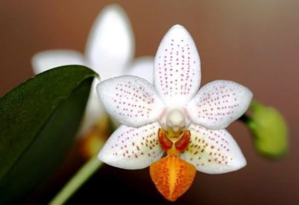 Мини-орхидеи фаленопсис уход в домашних условиях после покупки