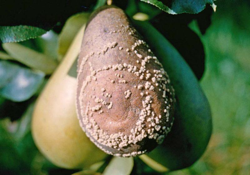 Монилиоз груши: почему гниют плоды прямо на дереве - что делать и чем обрабатывать