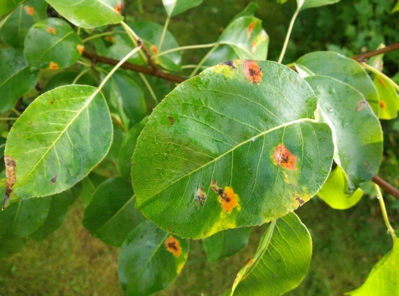 На листьях груши появились пупырышки: болезни и вредители, что могут быть тому причиной