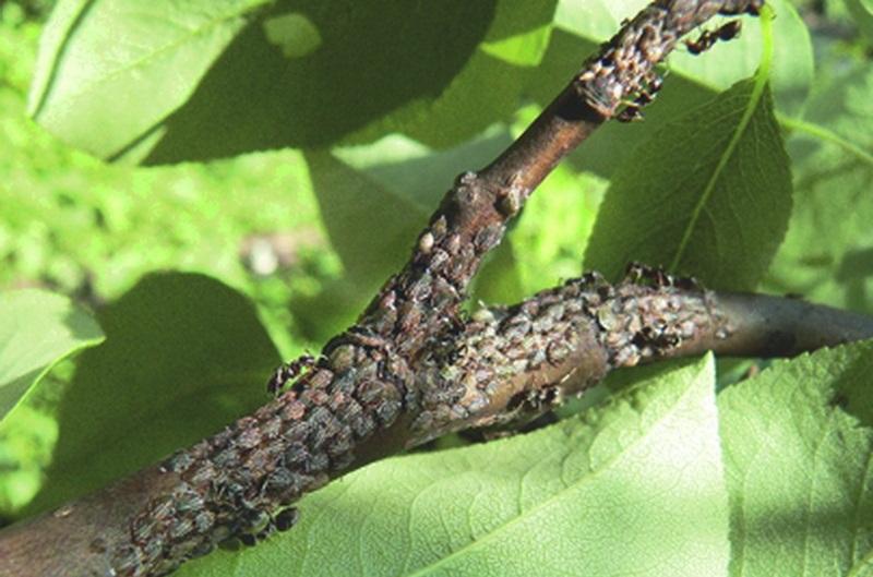 На листьях груши появились пупырышки: болезни и вредители, что могут быть тому причиной