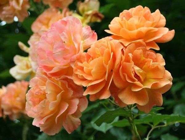 Обзор 5 самых неприхотливых и зимостойких сортов роз