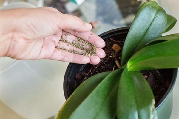 Орхидея цимбидиум: особенности ухода в домашних условиях