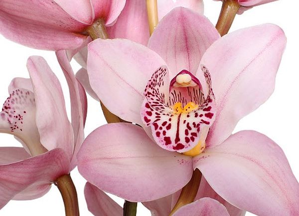 Орхидея цимбидиум: особенности ухода в домашних условиях