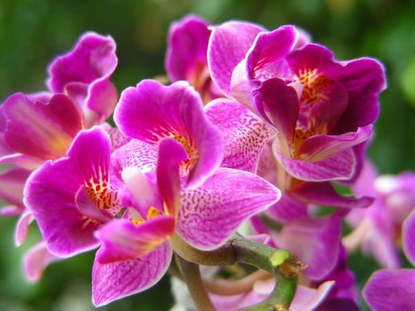 Орхидея дендробиум: уход и размножение в домашних условиях
