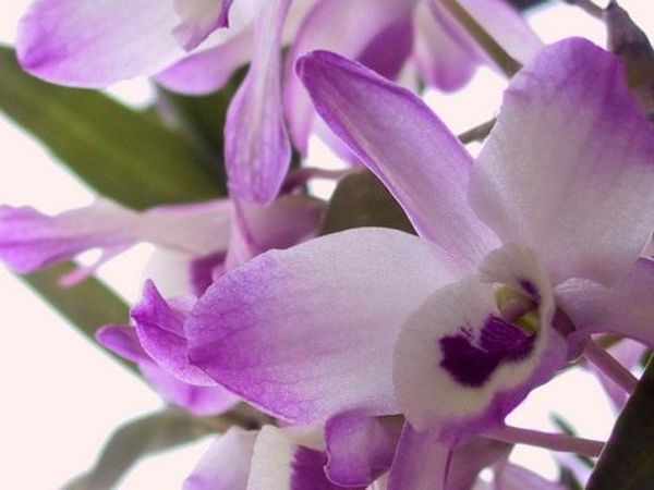 Орхидея дендробиум: уход и размножение в домашних условиях