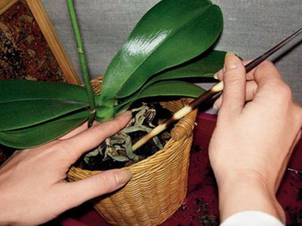 Орхидея фаленопсис: уход в домашних условиях и выращивание