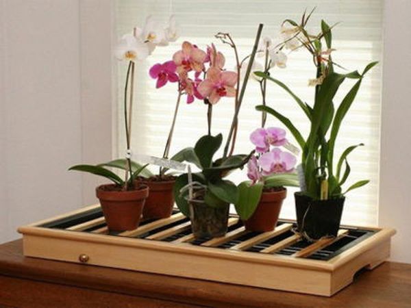 Орхидея фаленопсис: уход в домашних условиях и выращивание