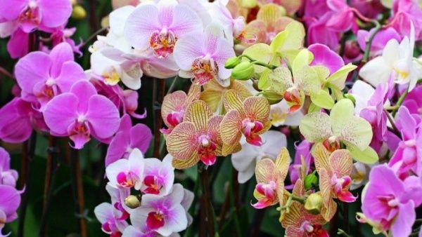 Орхидея фаленопсис: уход в домашних условиях после цветения