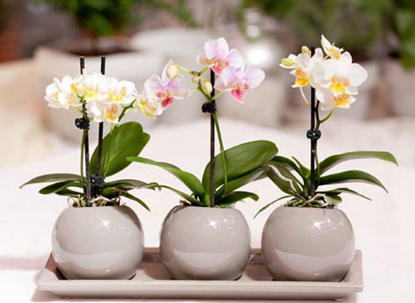 Орхидея фаленопсис: уход в домашних условиях после цветения