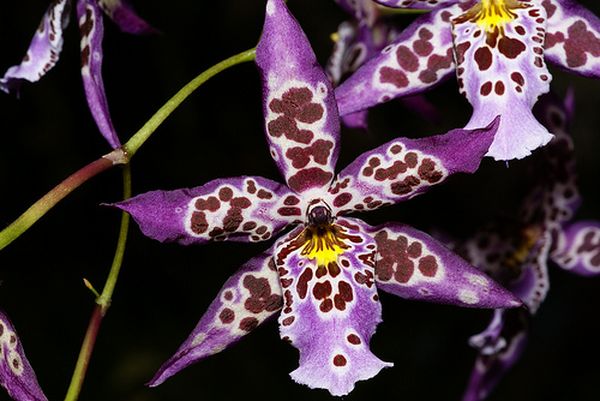 Орхидея Камбрия: особенности ухода в домашних условиях