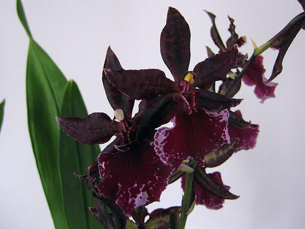Орхидея Камбрия: особенности ухода в домашних условиях